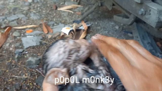 bathe the baby monkey after playing смотреть онлайн