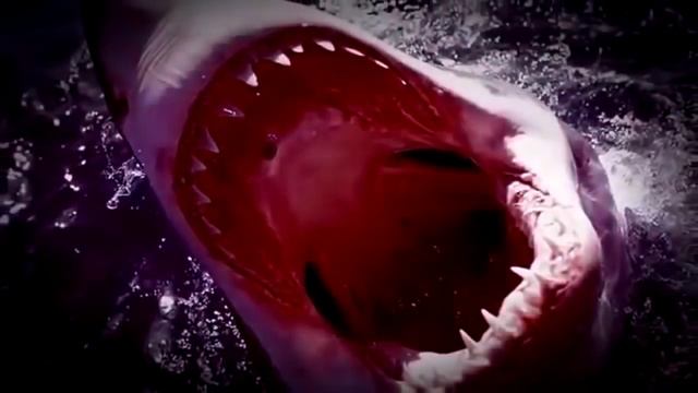 5 Megalodon Caught on Camera & Spotted In Real Life! HD 2018000001 000 000530 130000000 000 000427 смотреть онлайн
