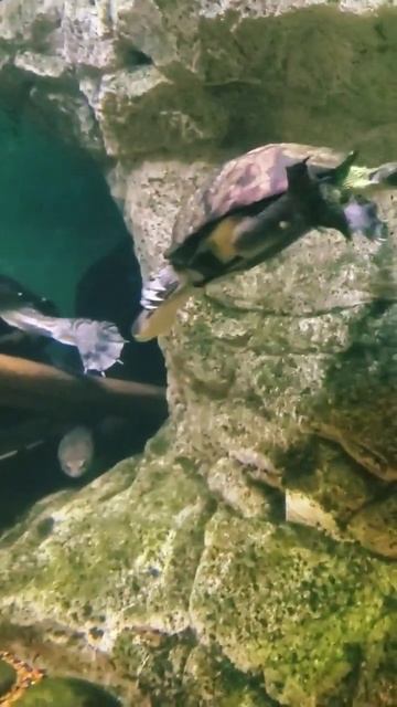 snake necked turtle #shorts смотреть онлайн