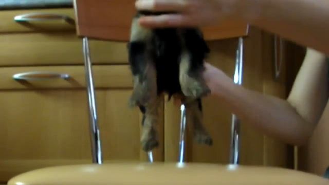 BIS/BISS Ch Royal Talisman Gagarin х BISS Ch Satin Doll Escapada, д.р. 05.12.12 смотреть онлайн