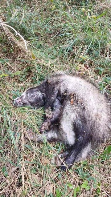 Bober kurva смотреть онлайн