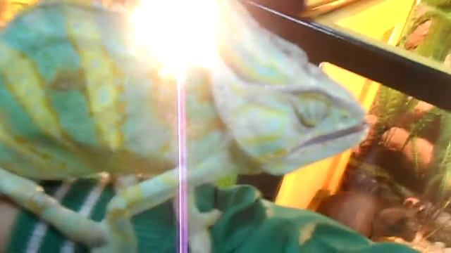 Хамелеон на моей руке ) смотреть онлайн