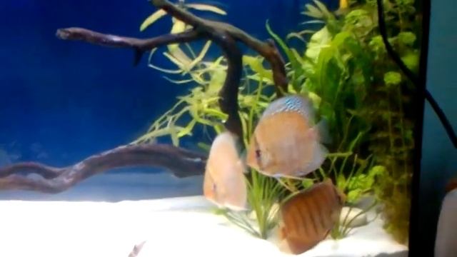 Discus leopard смотреть онлайн