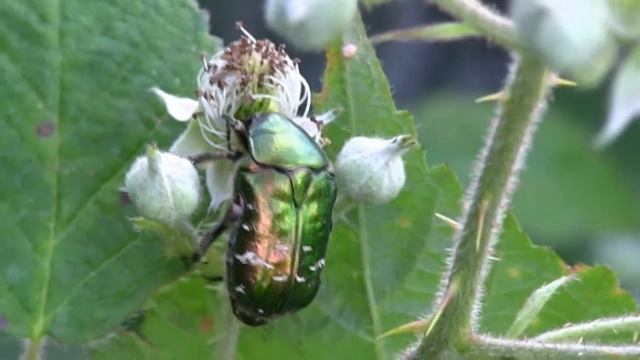 CETOINE Dorée / Cetonia aurata ! BRUITX смотреть онлайн