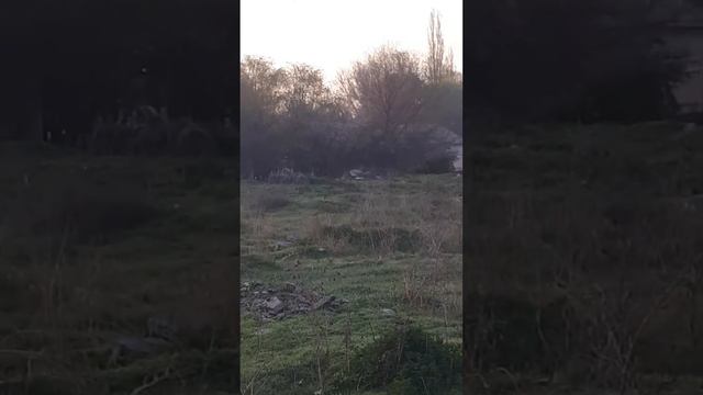 Фазан жайнап кетиптир, бишкекте смотреть онлайн