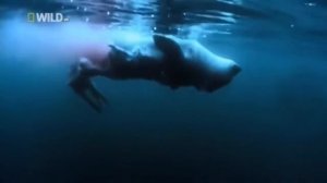 NatGeoWild Суперхищники   Большая Белая Акула  I, Predator   Great White Shark