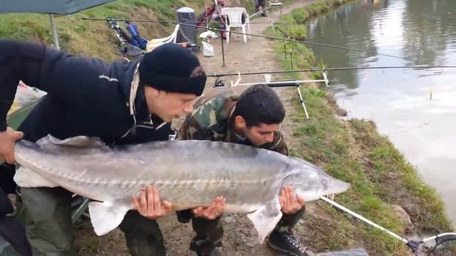 storione 67 kg beluga... смотреть онлайн