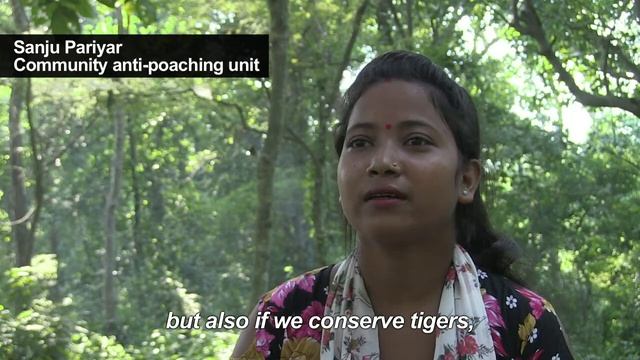 Crouching tigers, hidden cameras: Nepal counts its big cats смотреть онлайн