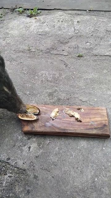 УСТРИЦЫ и МИДИИ смотреть онлайн