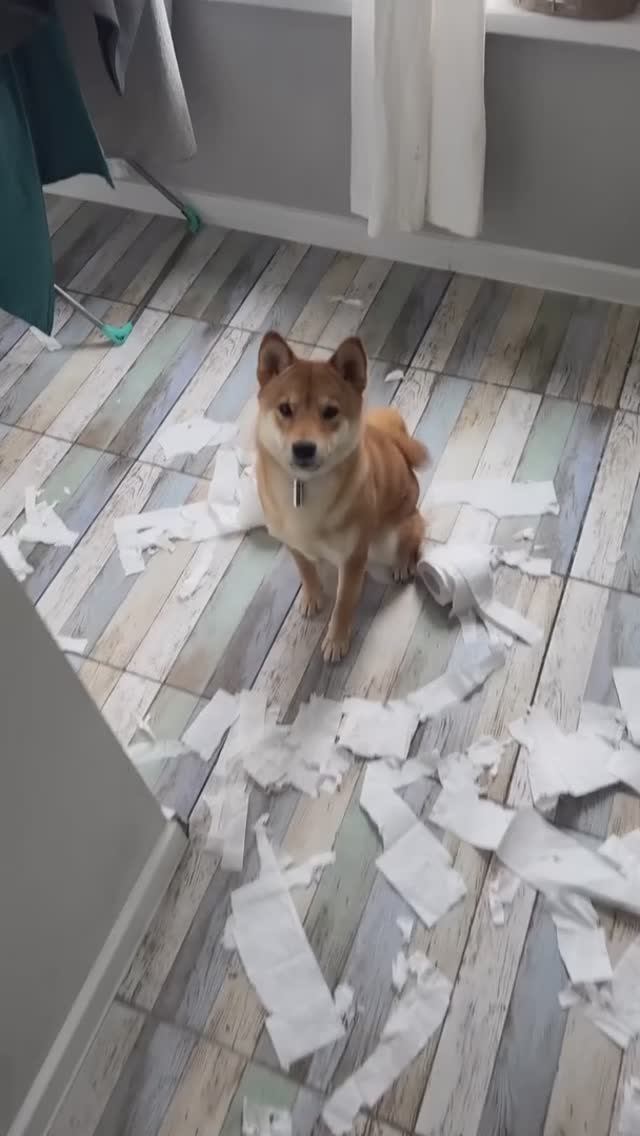 Сиба беспределит) смотреть онлайн