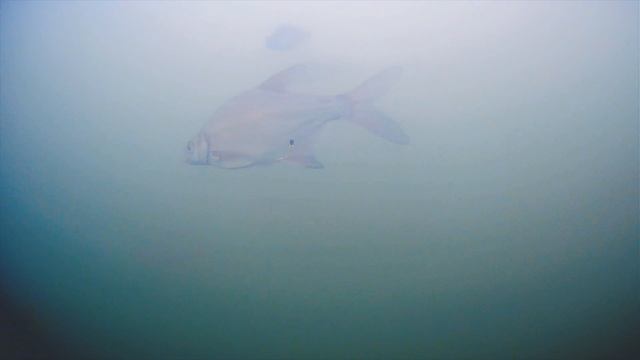 БЕЗМОТЫЛКА Подводная съемка смотреть онлайн