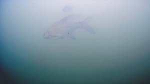 БЕЗМОТЫЛКА Подводная съемка