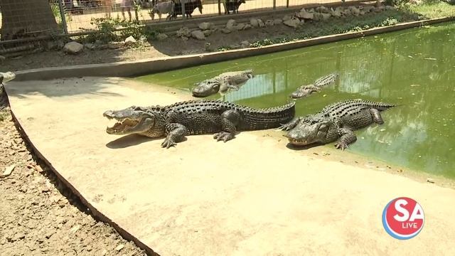 Tense moments inside the alligator enclosure at Animal World & Snake Farm Zoo смотреть онлайн