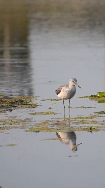 The common greenshank 🪶 #birds #birdwatching #wildlife #nature смотреть онлайн