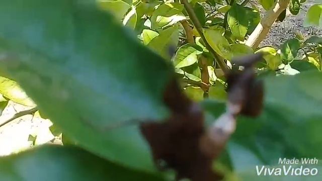 Mantis hoja seca смотреть онлайн