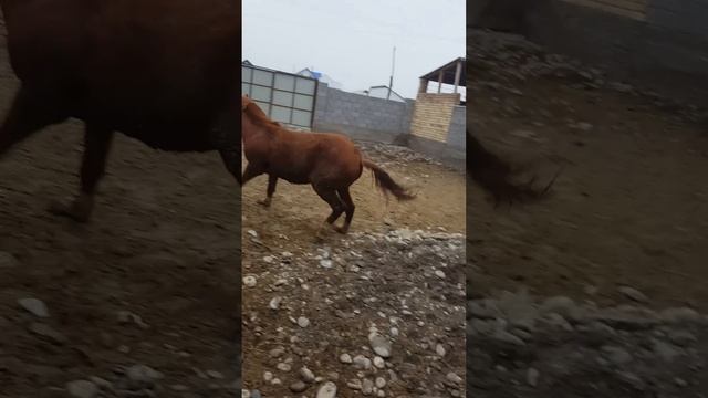 Жазга кунан.Баасы келишим Баада смотреть онлайн