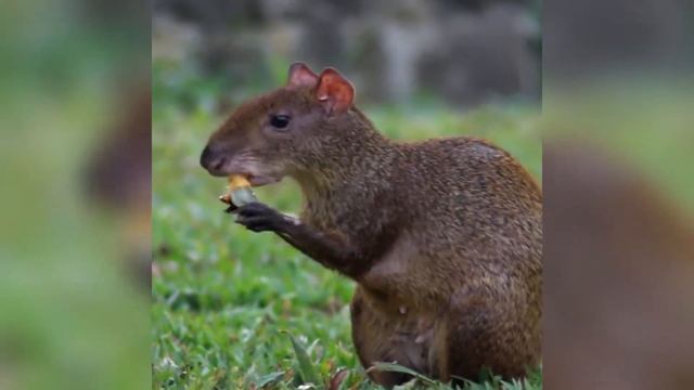 A Common Agouti in Tikal Guatemala смотреть онлайн
