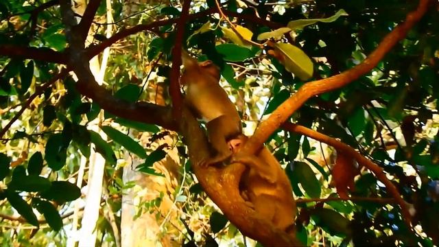 Poor Thona sit backup so quietly waiting mom Tara call for milk смотреть онлайн