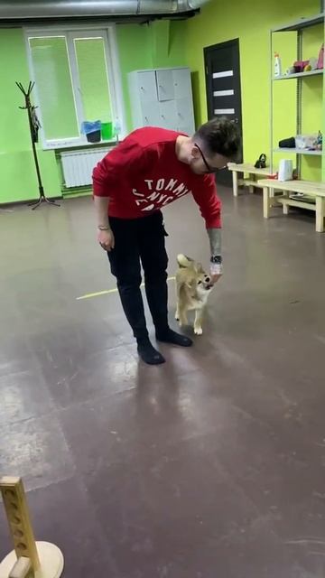 эд и его собака смотреть онлайн