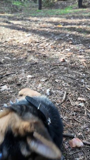 Дружок сво🇷🇺 смотреть онлайн