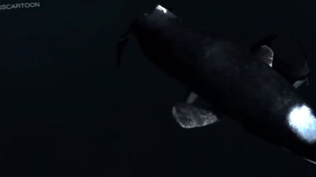 @MEGASHAEK2010s : OTODUS MEGALODON JURASSIC FIGHT CLUB 9 смотреть онлайн