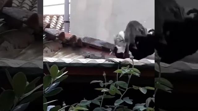 Разборка Кошек на крышах Махачкалы смотреть онлайн