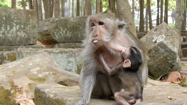 Mia get Warming Tima Monkey смотреть онлайн