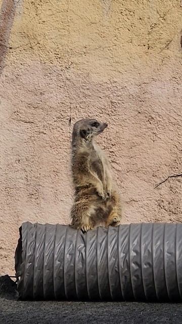 오늘의 주인공은 #미어켓~😉 смотреть онлайн