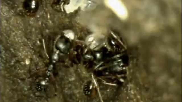 Dairy Bush ants -Aphaenogaster- 110427 смотреть онлайн