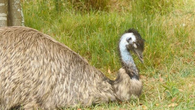 Get to Know the Largest Bird Native to Australia: The Emu смотреть онлайн