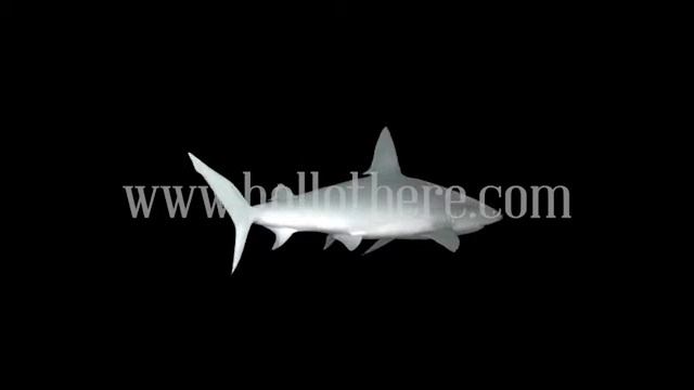 HOLLO There! - 3D Hologram Projection - Shark смотреть онлайн