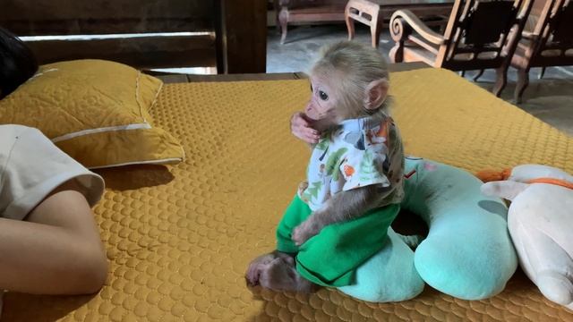 Super smart! Baby Monkey Mynu wakes up Mom prepare breakfast смотреть онлайн