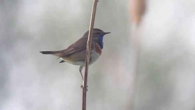Gorgebleue à miroir - Luscinia svecica - Bluethroat смотреть онлайн