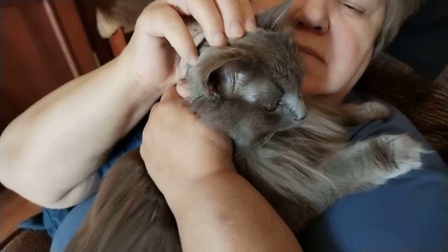 Отправить смотреть онлайн