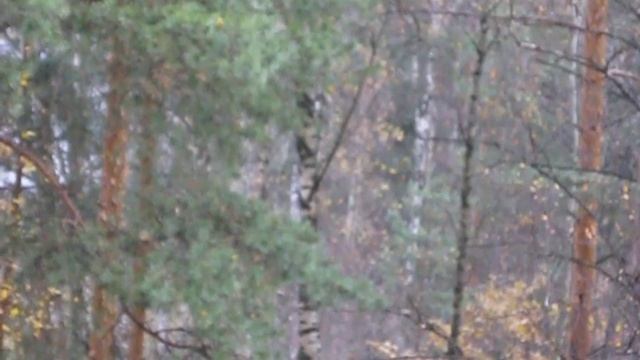 Вороны преследуют белку смотреть онлайн