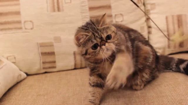 Девочка черепашка смотреть онлайн