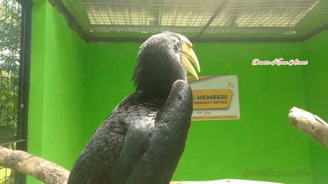 Burung Julang Sulawesi || Rangkong смотреть онлайн