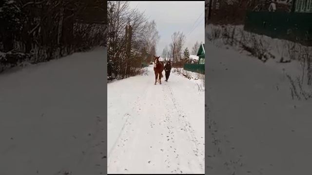 Прогулка по деревне,приучаем лошадь к поводьям. смотреть онлайн