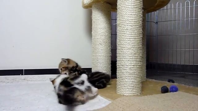 Кот НИНДЗЯ! смотреть онлайн