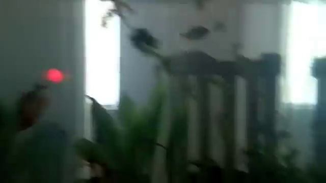 My Piranha Tank смотреть онлайн