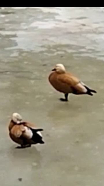 Красные утки Огарь гуляют по льду под дождем #nature #spring #snow смотреть онлайн