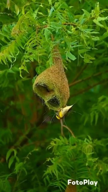 Breathtaking Beauty of nature#hd#nature#wonders#love#calm#naturephotography#naturesound#soothing#yt смотреть онлайн