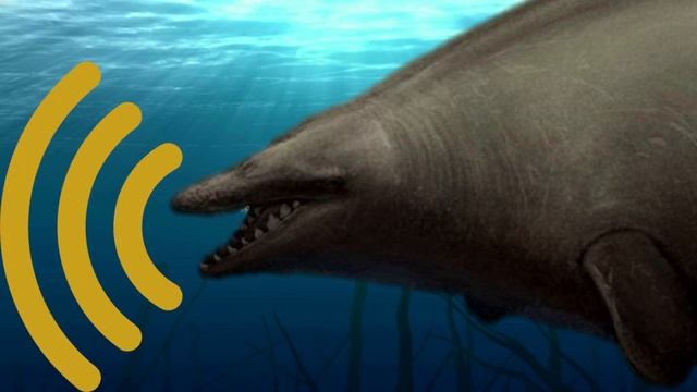 Perucetus Colossus Sound