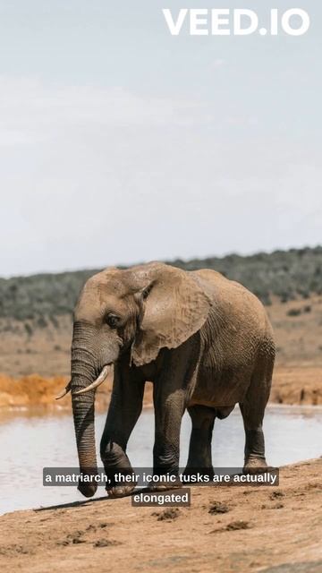 African Elephant Loxodonta africana смотреть онлайн