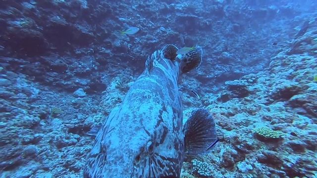 カスリハタとネムリブカ смотреть онлайн