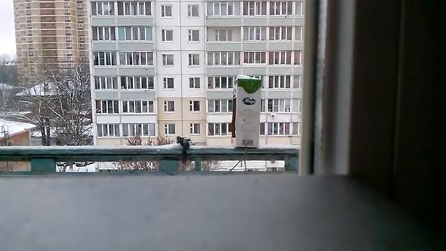 Синицы ))) смотреть онлайн