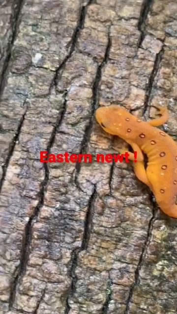 Beautiful eastern newt on a log ! @dayhikingandherpingdudes смотреть онлайн
