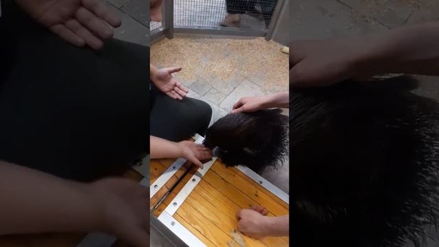 Я кормлю дикобраза смотреть онлайн