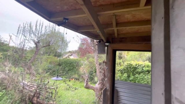 Wildlife Camera - Baby Great Tit Chicks смотреть онлайн