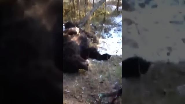 Попытка нападения медведя на человека. смотреть онлайн